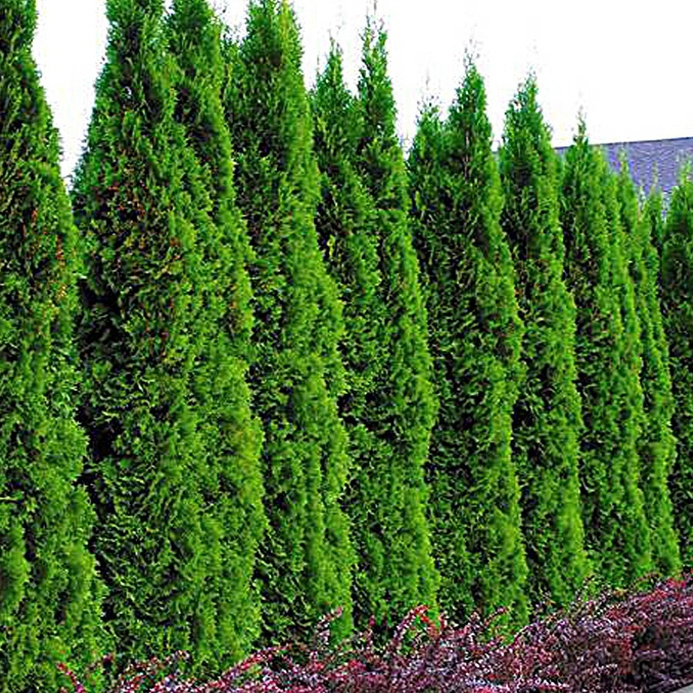 Zerav západní ’Smaragd’ 120 - 150 cm