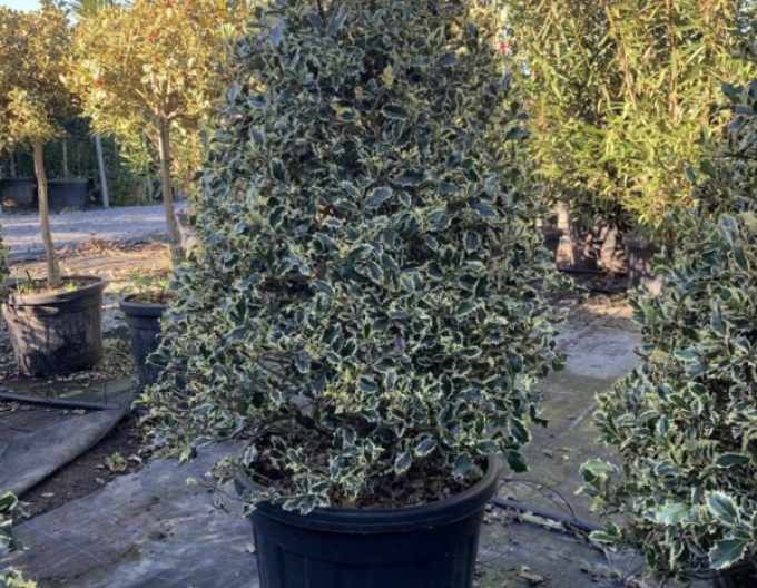 Holly Variegata Cono Forte
