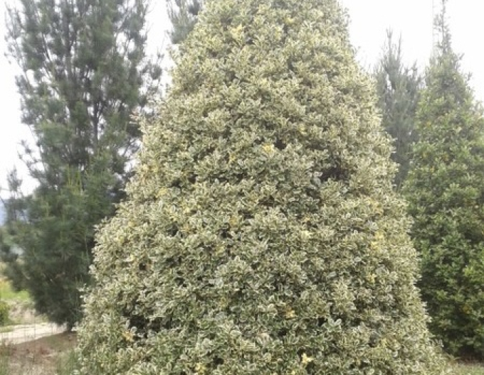 Holly Variegata Cono Forte
