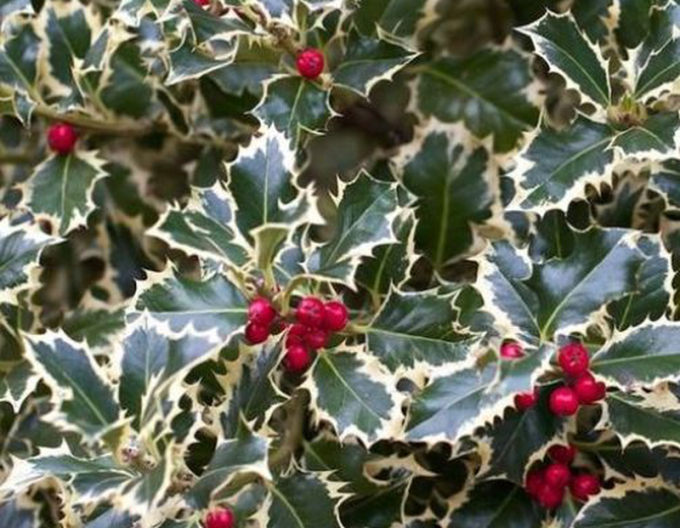 Holly Variegata Cono Forte