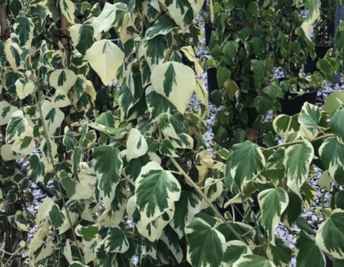 Břečťan kavkazský ´Dentata Variegata´