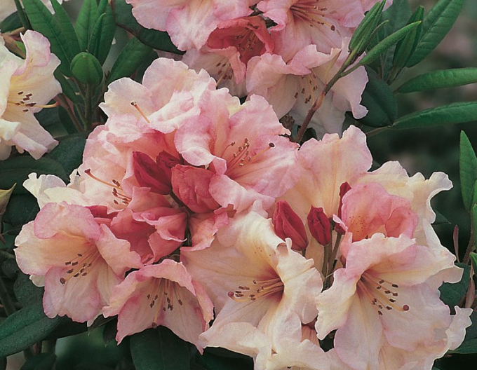 Rhododendron ´Virginia Richards´