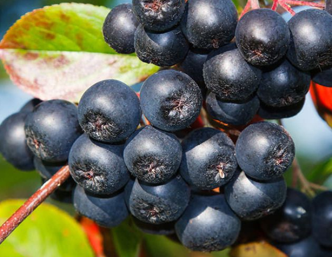 Aronia ´Rubina´