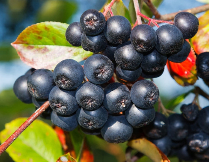 Aronia ´Rubina´