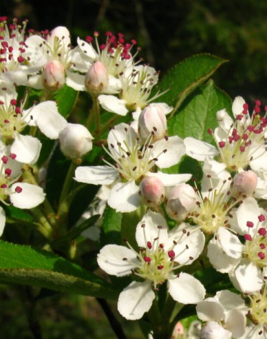 Aronia ´Hugin´