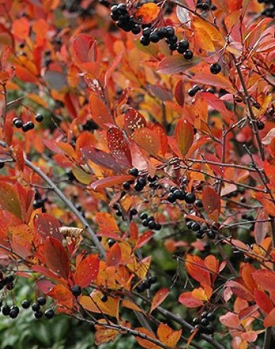 Aronia ´Hugin´