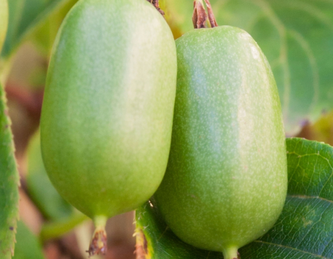 Mini kiwi SUPER JUMBO SAMICA