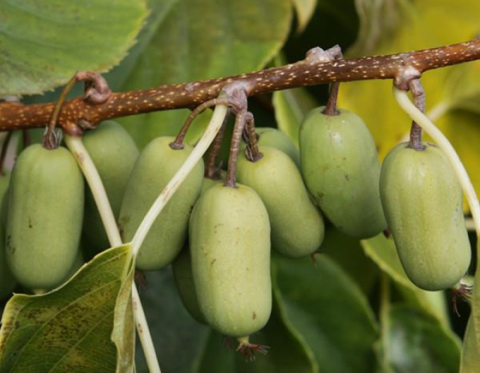 Mini kiwi SUPER JUMBO SAMICA
