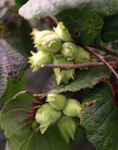 Líska obecná ´Segorbe´