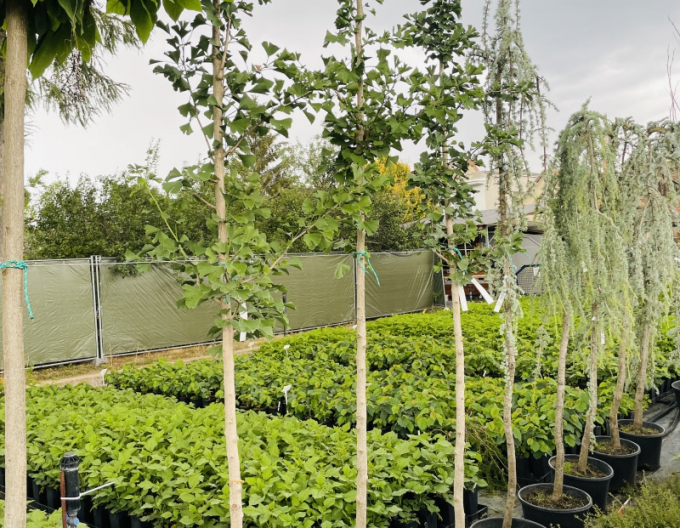 Ginkgo biloba