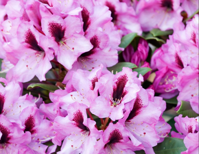 Rhododendron Cocardia
