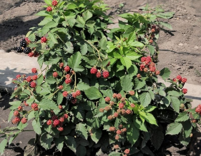Ostružina ´Dima´ 5l