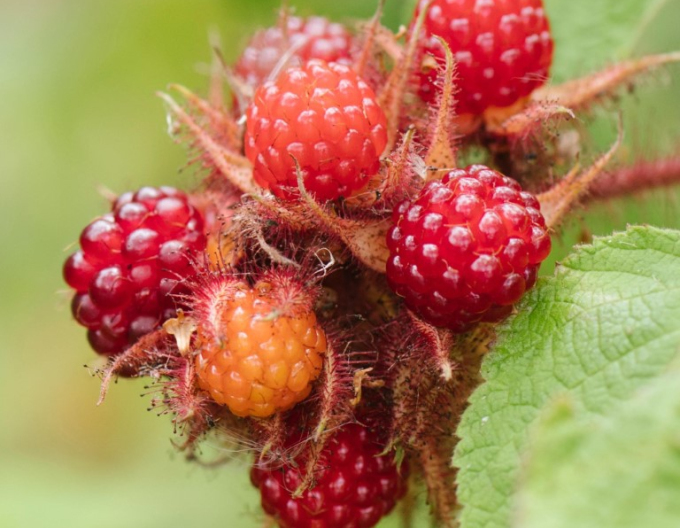Blackberry Japanese 5l