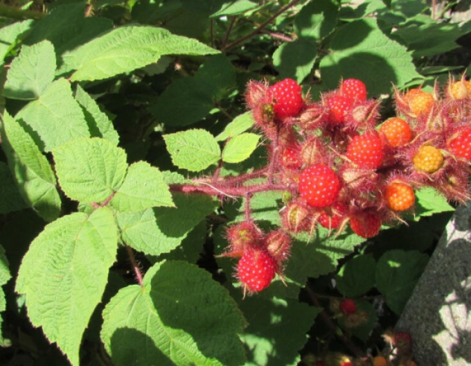 Blackberry Japanese 5l