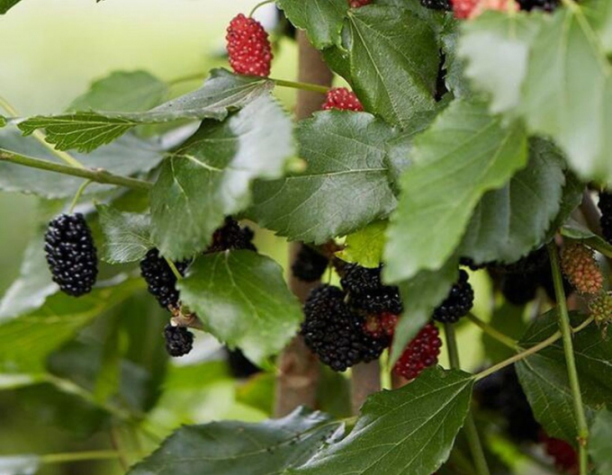 Moruše ´Mojo Berry´