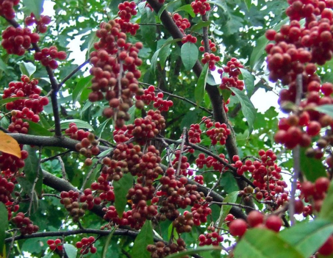 Pointilla Amoroso´
