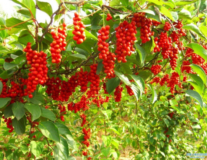 Schizandra chinensis