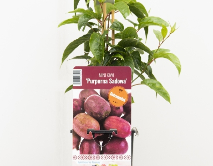 Mini kiwi Purpurna Sadowa