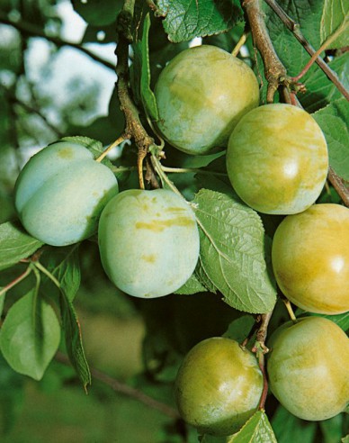 Renglóda "Zelená", podn. Myrobalán, kont. 5l