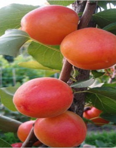 Meruňka ´Barbora´ poloraná, podn. Myrobalán, prostok.