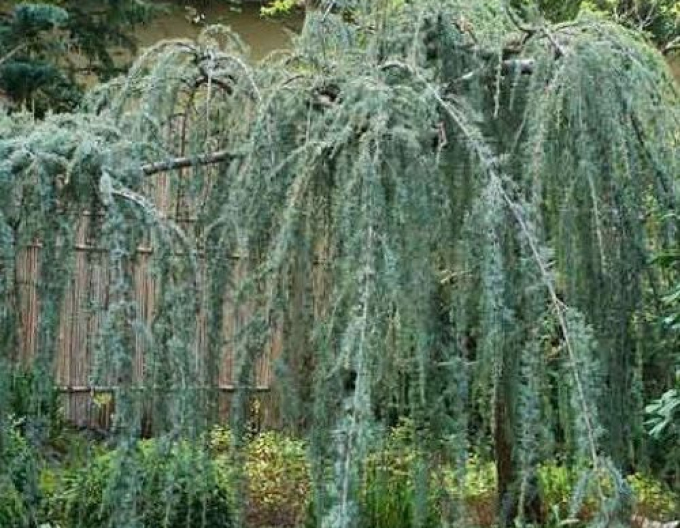 Cedr libanonský ´Glauca Pendula´
