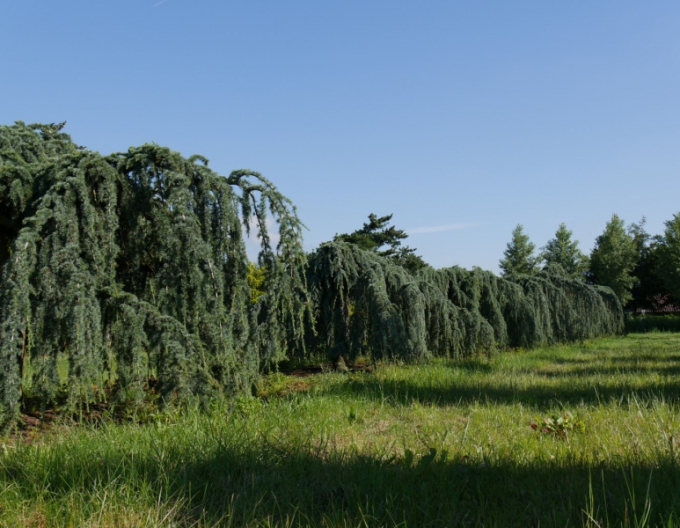 Cedr libanonský ´Glauca Pendula´