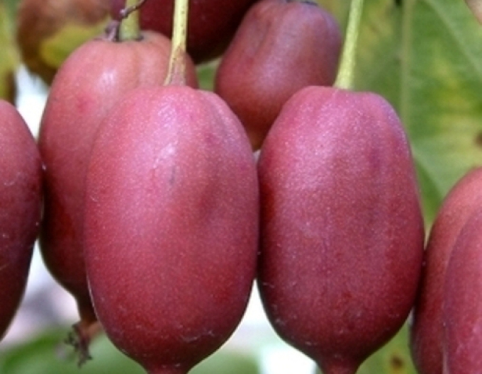 Mini kiwi Purpurna Sadowa