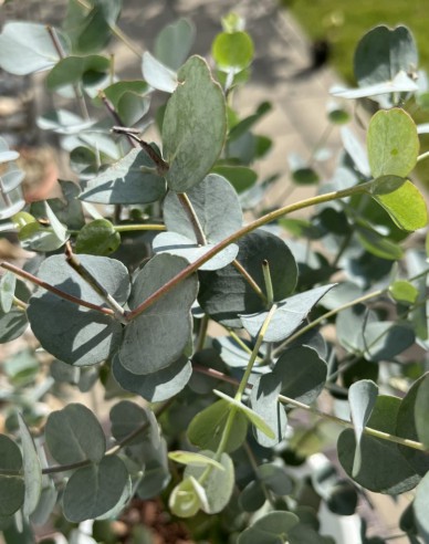 Eukalyptus ´Gunni´