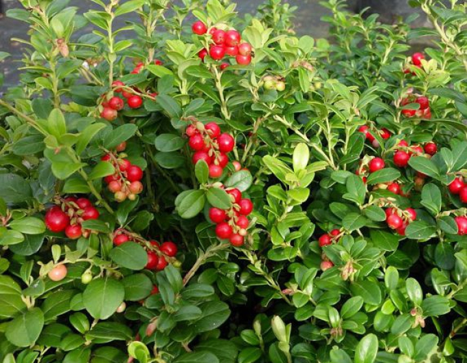 Brusinka Red Pearl