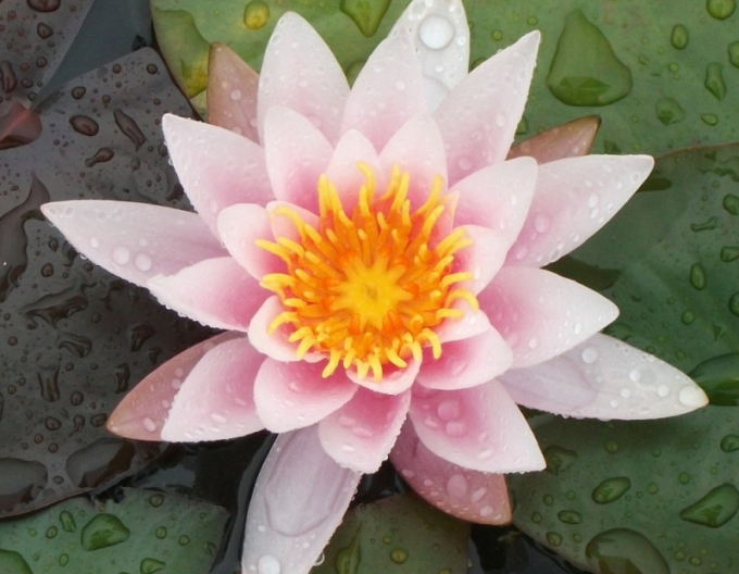 Lekno ´Rose Arey´