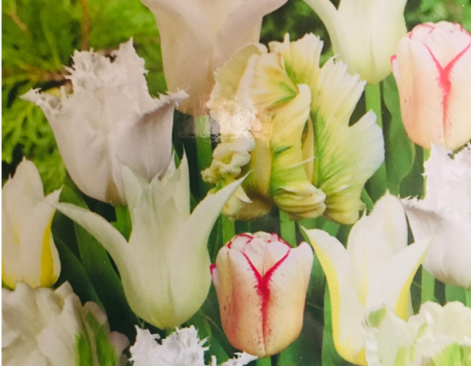 Tulipán exclusive ´Gama White´