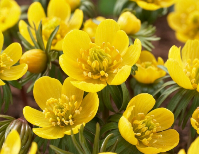 Tavolin - Eranthis Cilicica