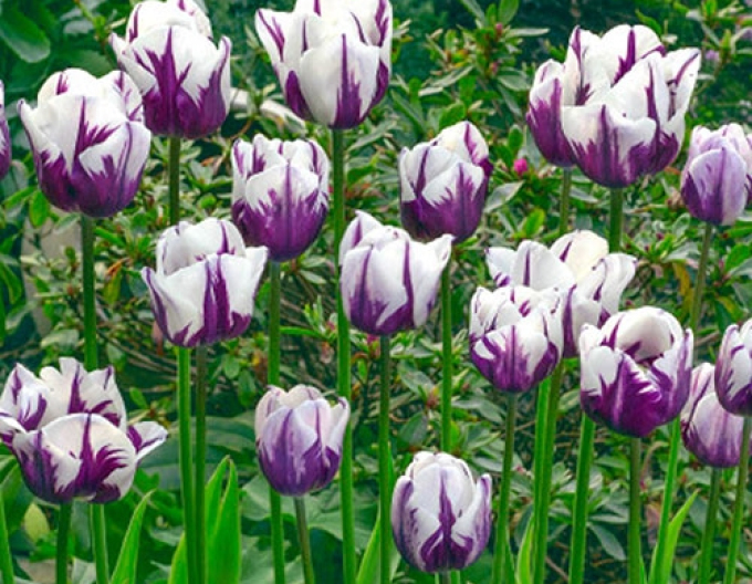 Tulipán Triumph Flaming Flag