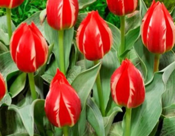 Kaufmannův tulipán Greiga Friendly Fire