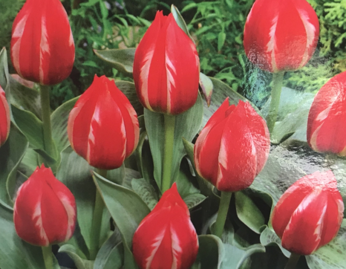 Kaufmannův tulipán Greiga Friendly Fire