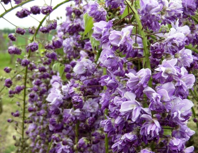 Vistárie kvetoucí ´Violacea Planea´
