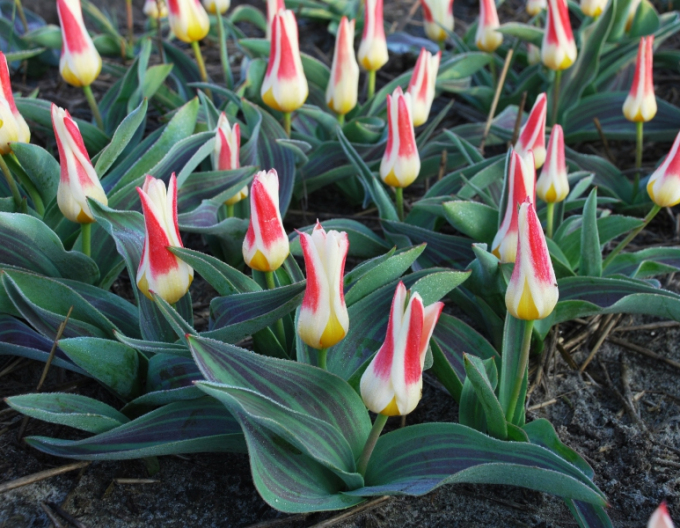 Kaufmannův tulipán ´Johann Straus´
