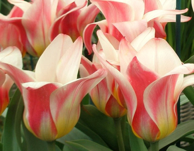 Kaufmannův tulipán Hearts Delight