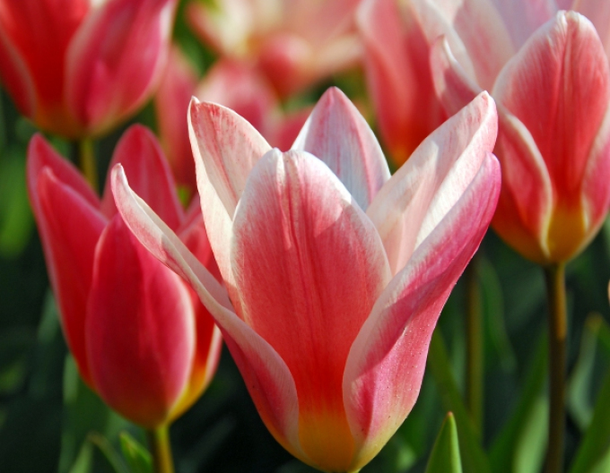 Kaufmannův tulipán Hearts Delight