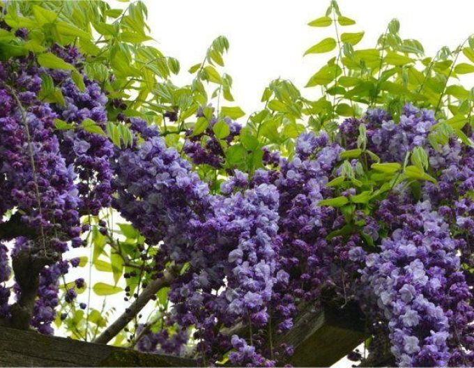 Vistárie kvetoucí ´Violacea Planea´