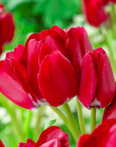 Tulipán multiflora Fiery Club