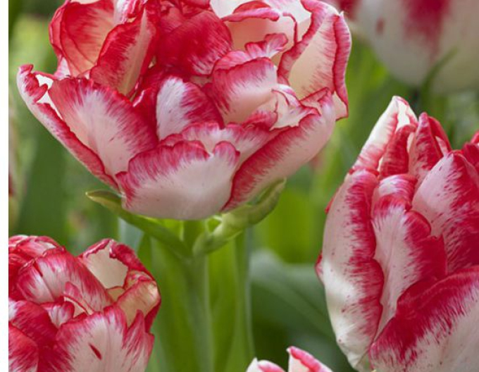 Tulipán multiflora Cartouche