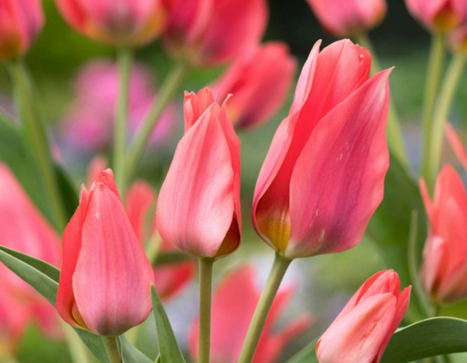 Tulipán Toronto