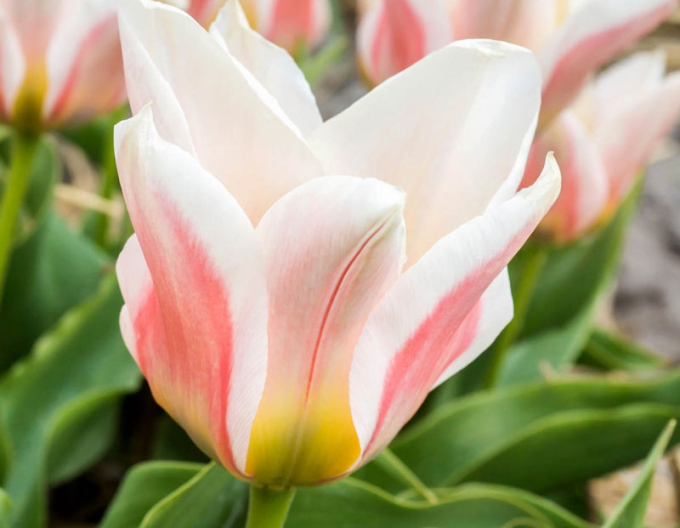 Tulipán multiflora Serano