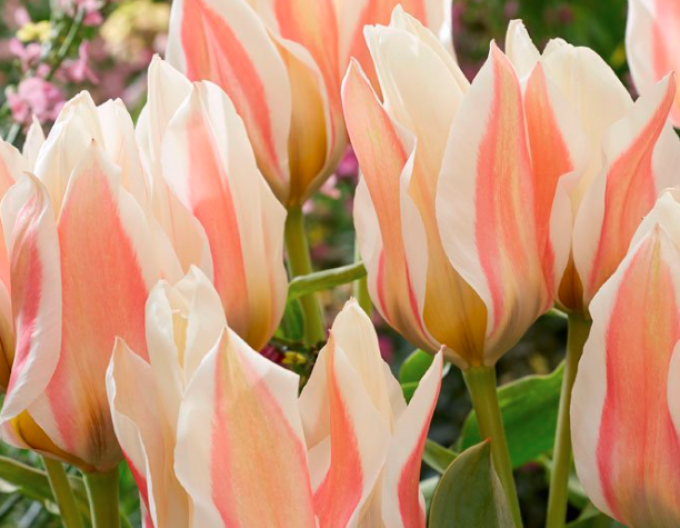 Tulipán multiflora Serano