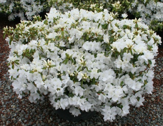 Azalea japonica Adonis