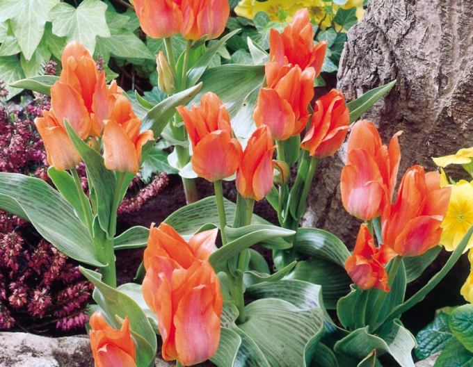 Tulipán mnohokvětý ´Orange Toronto´