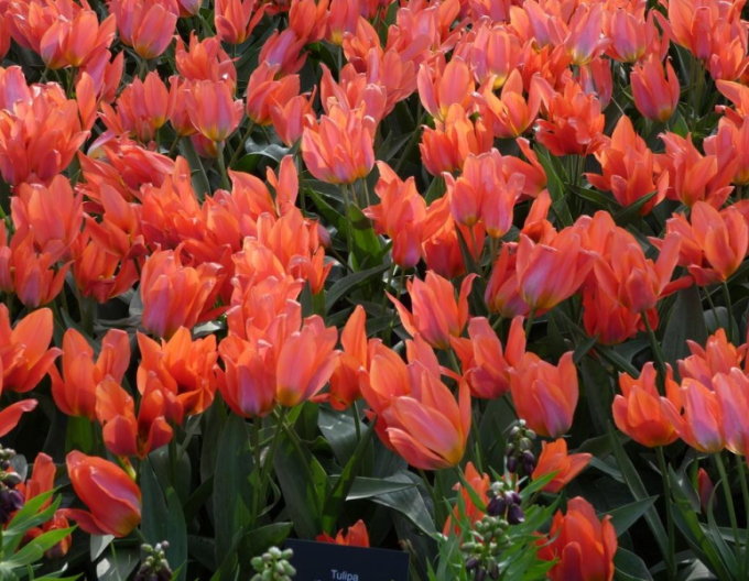 Tulipán mnohokvětý ´Orange Toronto´