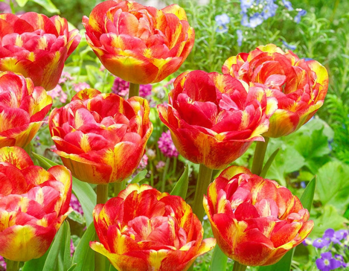 Tulipán Sundowner