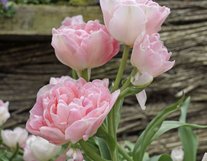 Tulipán plnokvětý  Angelique